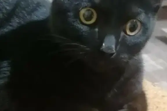 Найдена игривая чёрная кошка на Таватуйской