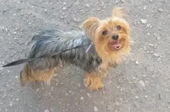 Пропала собака Соня на улице Нерехтская