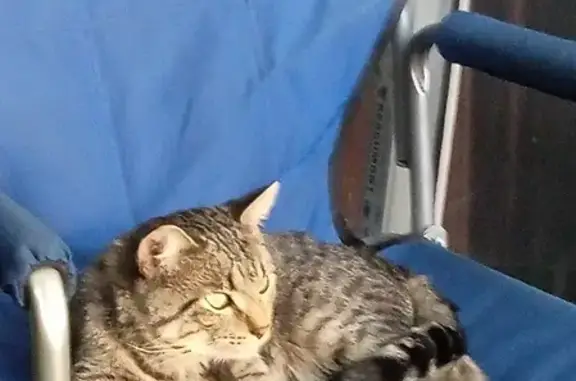 Найдена кошка в Котовске, Тамбовская область