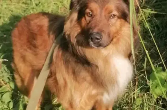 Найден красавец-собака Бим в Мурманске