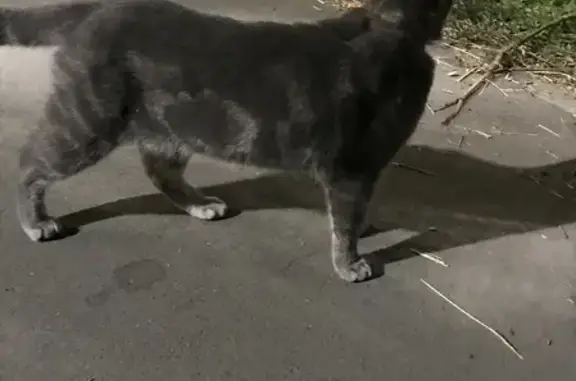 Найдена кошка на улице Шамиля Усманова, 60А