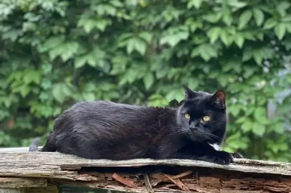 Кошки потеряшки, Москва, фото: Потеряшка черная кошка в Орехово-Зуевском р-не, СНТ Союз