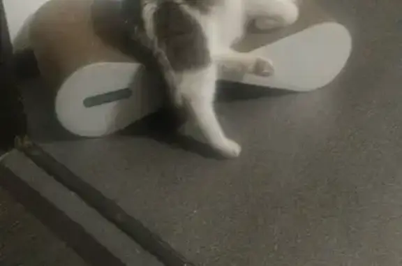 Пропала кошка Митя на улице Энергостроителей, 6А