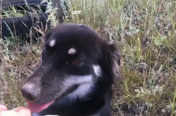 Пропала собака Чернушка на Советской улице в Лисках
