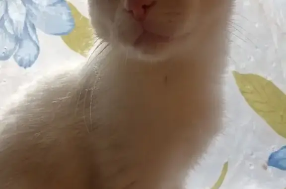 Пропала глухая кошка белого окраса с голубым и зеленым глазом, выпрыгнувшая с балкона в Богородске 3.