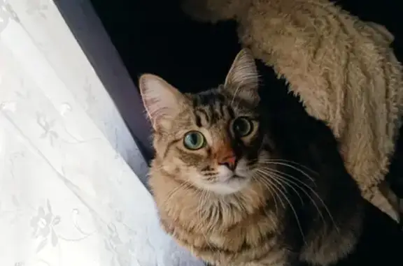 Потерянные животные Москва, фото: Пропала кошка на Новороссийской, Москва