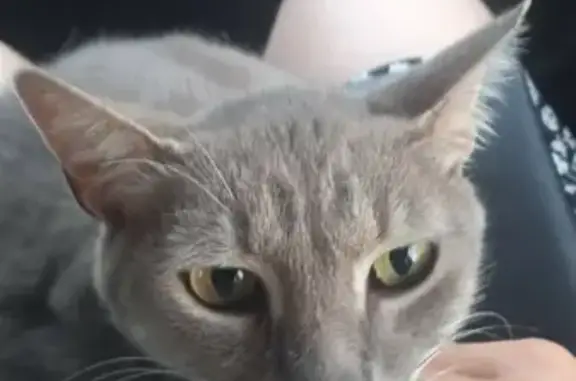 Кошки потеряшки, Армавир, фото: Потеряшка кошка Толстый на 8-й Линии, 21, Армавир