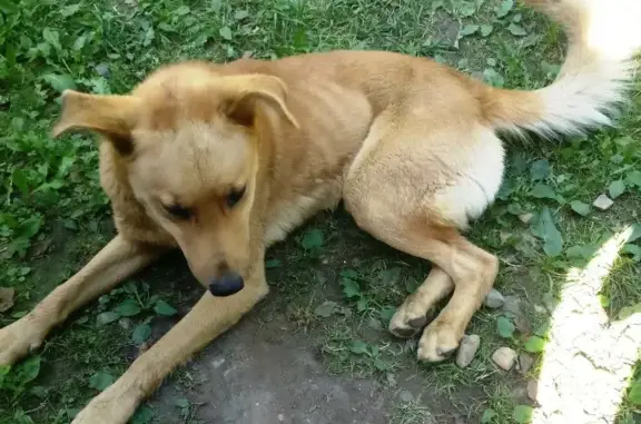 Найден дружелюбный пес с ошейником в Дорохово, МО