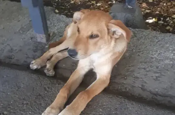 Найден щенок на Ростовском шоссе, хромает на лапу