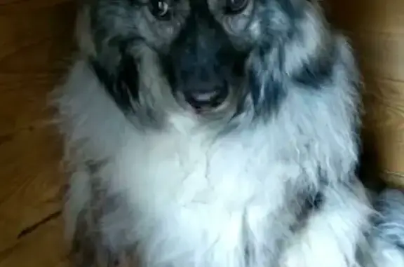 Собаки потеряшки, Москва, фото: Потеряшка пушистая собака на улице Брусилова