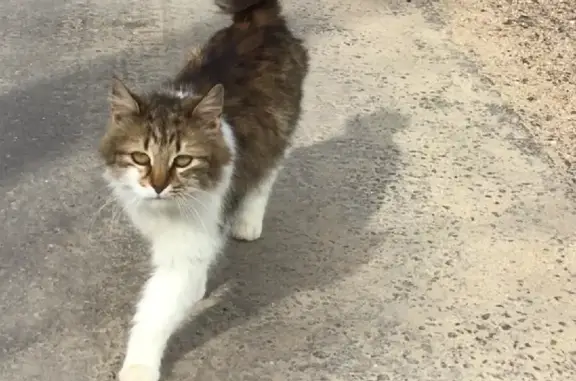 Пропала кошка Рыська на 8-й улице, Московская область