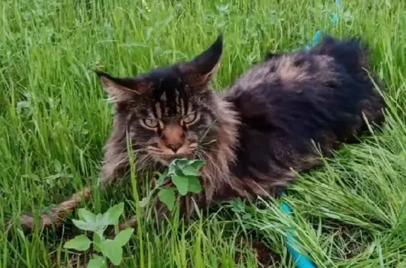 Пропала кошка Мейн Кун возле озера Спасское