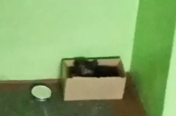 Найдена кошка на улице Чертыгашева, ищем приют