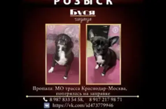 Пропала собака Чихуахуа в Воронежской области