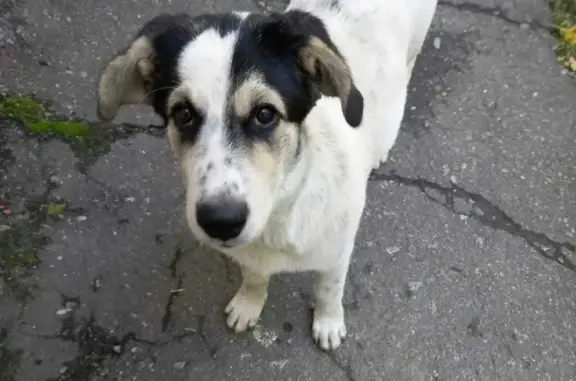 Найдена собака на ул. Шеронова, Хабаровск