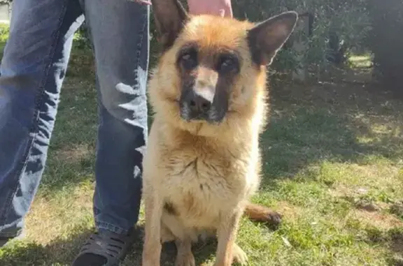 Найдена собака на улице Бажова, Заречный