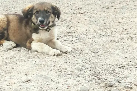 Пропала собака на улице Дзержинского, Салават