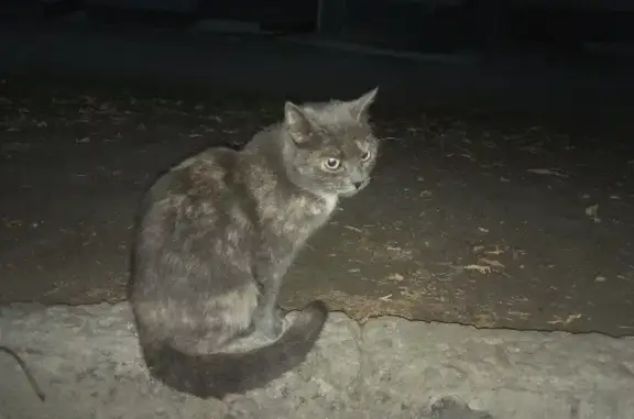 Найдена кошка по адресу в Екатеринбурге