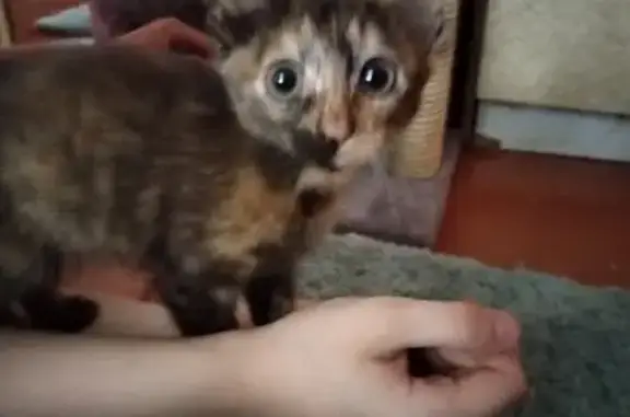 Объявления о пропавших и найденных животных, Солнечногорск, фото: Пропала кошка Трипи на Почтовой улице, 20