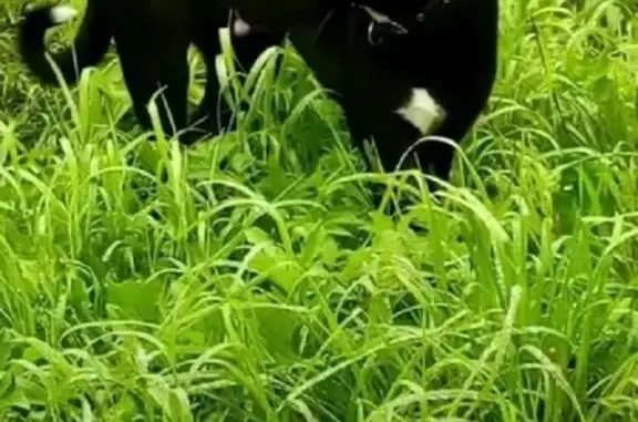 Собаки потеряшки, Томск, фото: Потеряшка собака на ул. Украинской, Томск.