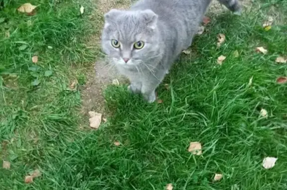 Найдена кошка, Москва, фото: Найдена кошка в д. Губино, 46Н-00594