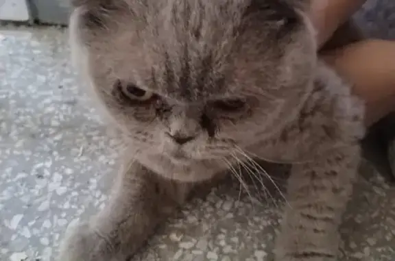 Найдена вислоухая кошка на Петергофском шоссе