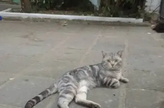 Найден кот на 1-й ул. Ямского Поля, 24 с2, Москва