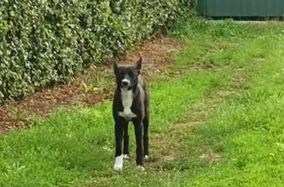 Найдена чёрно-белая собака на улице Кобзева, 9