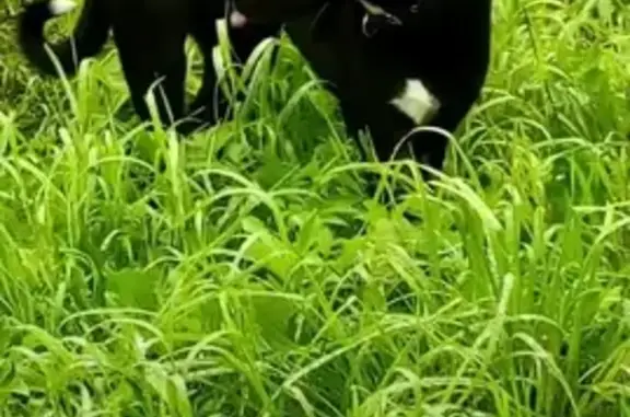 Собаки потеряшки, Томск, фото: Потеряшка собака в Михайловской роще, вознаграждение.