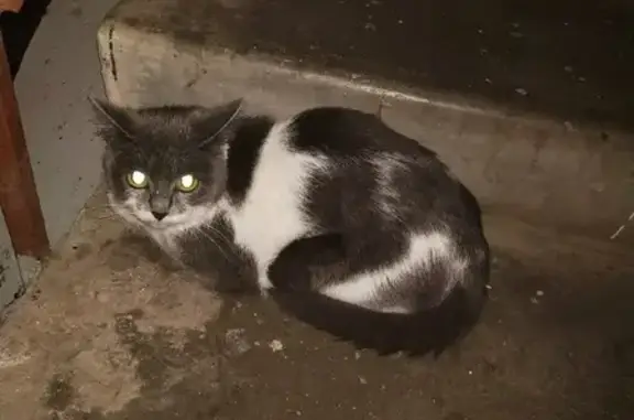 Найдена кошка в 4 подъезде, Н.Новгород, ул. Политбойцов 7