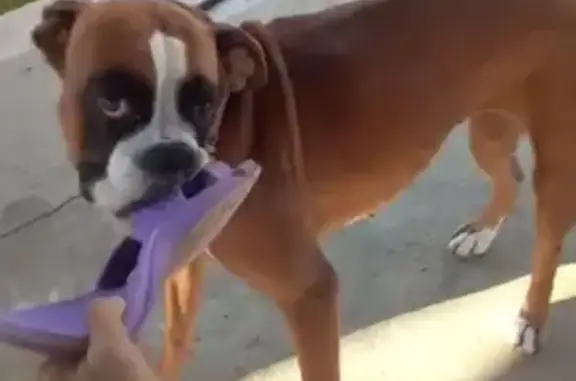 Собаки потеряшки, , фото: Потеряшка собака на Арабатской стрелке, телефоны в объявлении