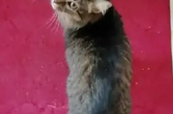 Кошки потеряшки, Набережные Челны, фото: Потеряшка кошка в Набережных Челнах 20/07, серого цвета с коротким хвостом