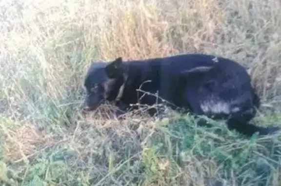 Найдена собака на Нежинском шоссе, Оренбург
