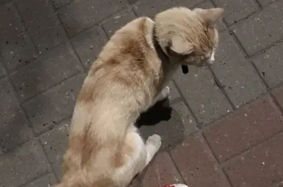 Пропала кошка с Краснозвёздной, найдена на улице 25