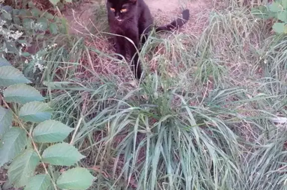 Кошка найдена на Горной, 12 в Нижнем Новгороде