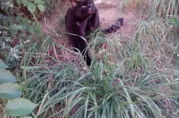 Найдена кошка на Горной ул., 12 в Н. Новгороде