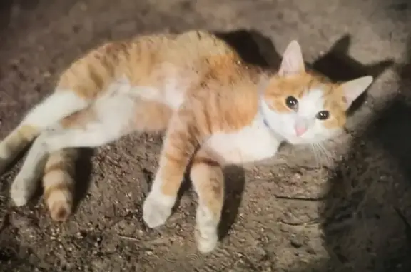 Найдена кошка в парке Сосновка, СПб