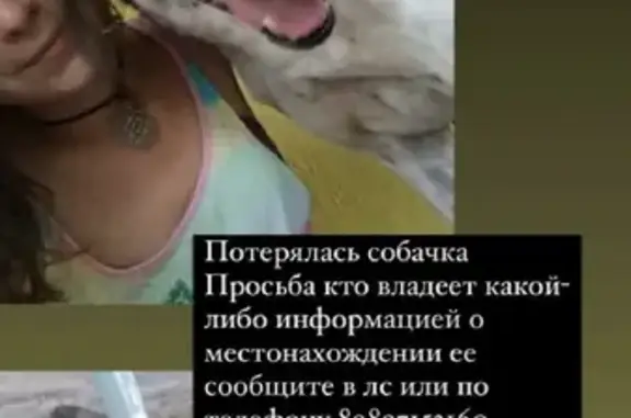 Пропала собака на улице Чапаева, 12
