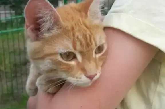 Найден котенок-мальчик на Ильменской улице, Миасс