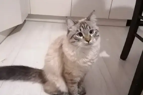 Кошки потеряшки, Казань, фото: Потеряшка кошка на улице Новоселья, Казань