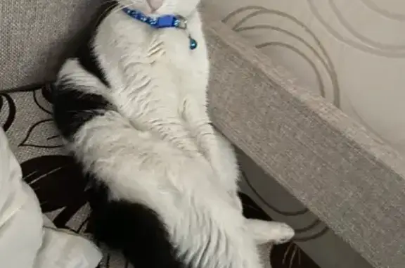 Кошки потеряшки, Санкт-Петербург, фото: Потеряшка кошка на Октябрьской набережной, 44 в Санкт-Петербурге