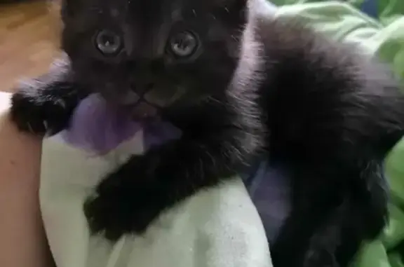 Кошки потеряшки, Новосибирск, фото: Потеряшка кошка на улице Зорге, 35, Новосибирск.