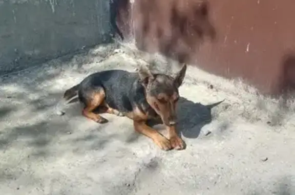 Собака Кобель найдена на улице Масаева, 65А в Нальчике