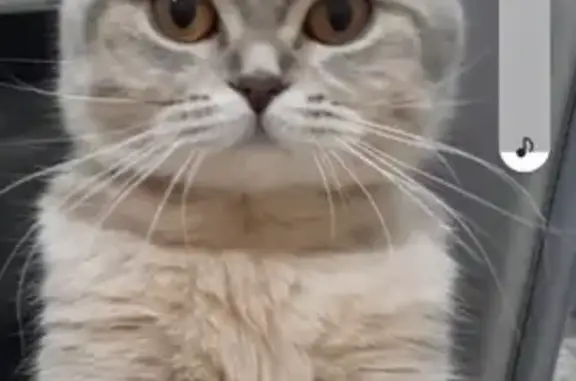 Потерянные животные Райманово, фото: Пропала кошка Маруся на Парковой улице, Тюменяковский сельсовет