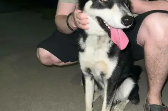 Найдена собака Хаски на Комсомольской улице