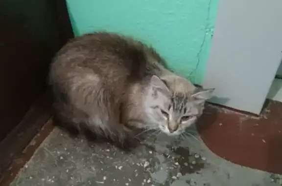 Найдена кошка в Тюмени, Заречный проезд 2