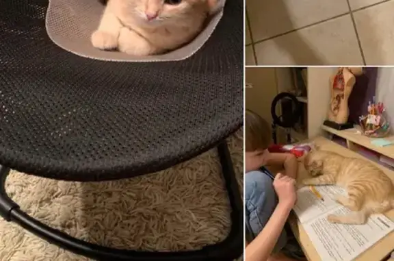 Кошки потеряшки, Москва, фото: Потеряшка кошка Рыжик на Большой Переяславской, Москва