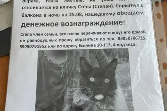 Пропала кошка Мейн кун, ул. Есенина, 10, Прокопьевск
