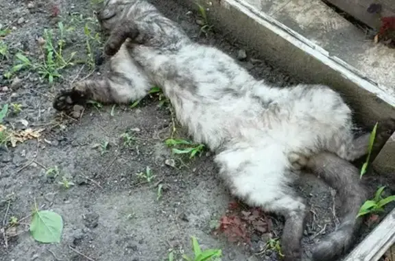 Пропала кошка Тихон, серого окраса, адрес: Большая Садовая 103, Саратов.
