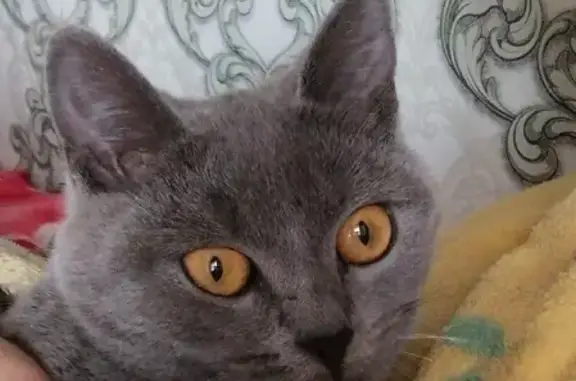 Кошки потеряшки, Верхняя Синячиха, фото: Потеряшка кошка 